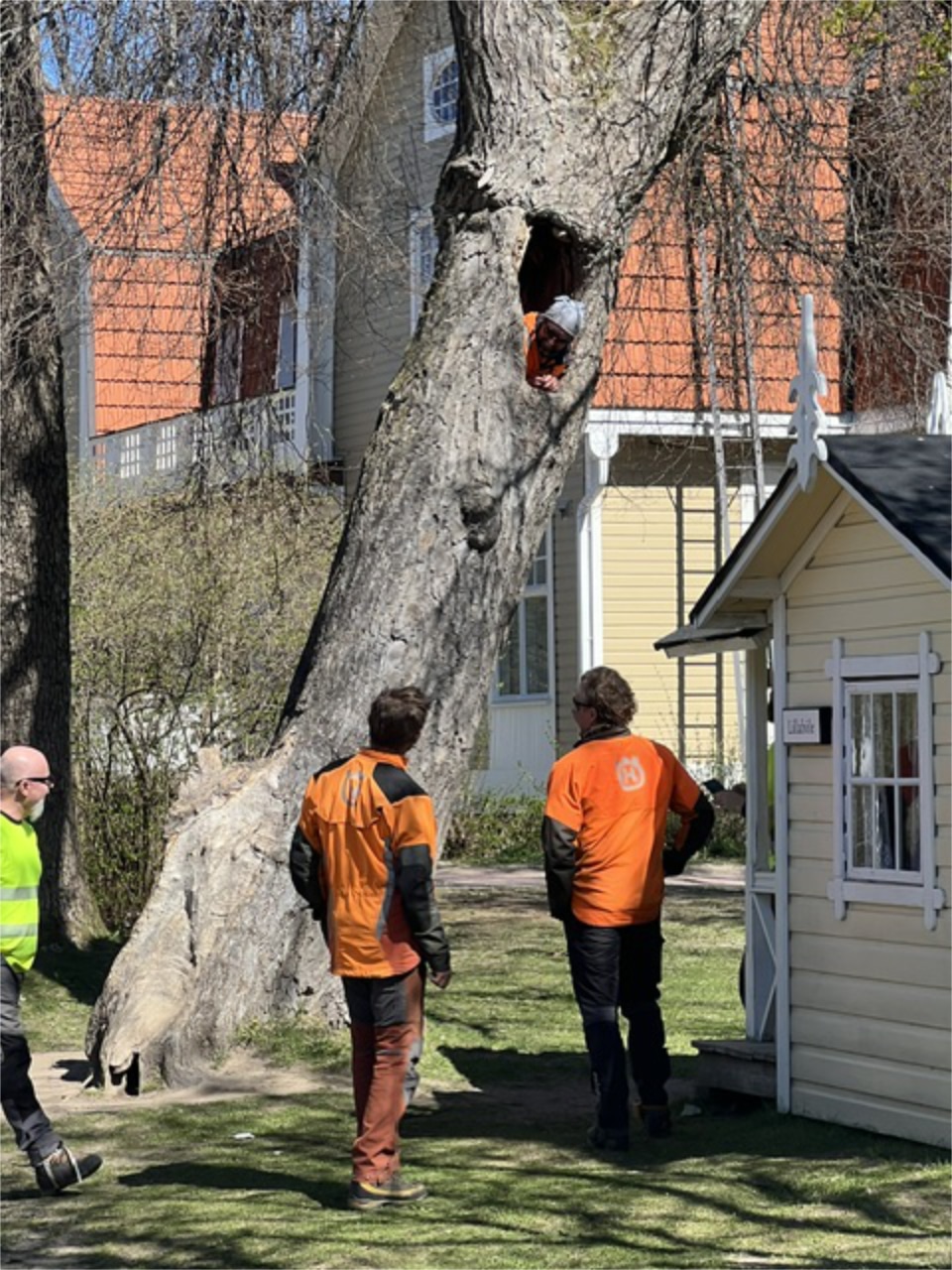 ylisuuri_puupalvelut_hakansbolen_kartano_hoitoleikkaus ylisuuri_puupalvelut_hakansbolen_kartano_hoitoleikkaus
