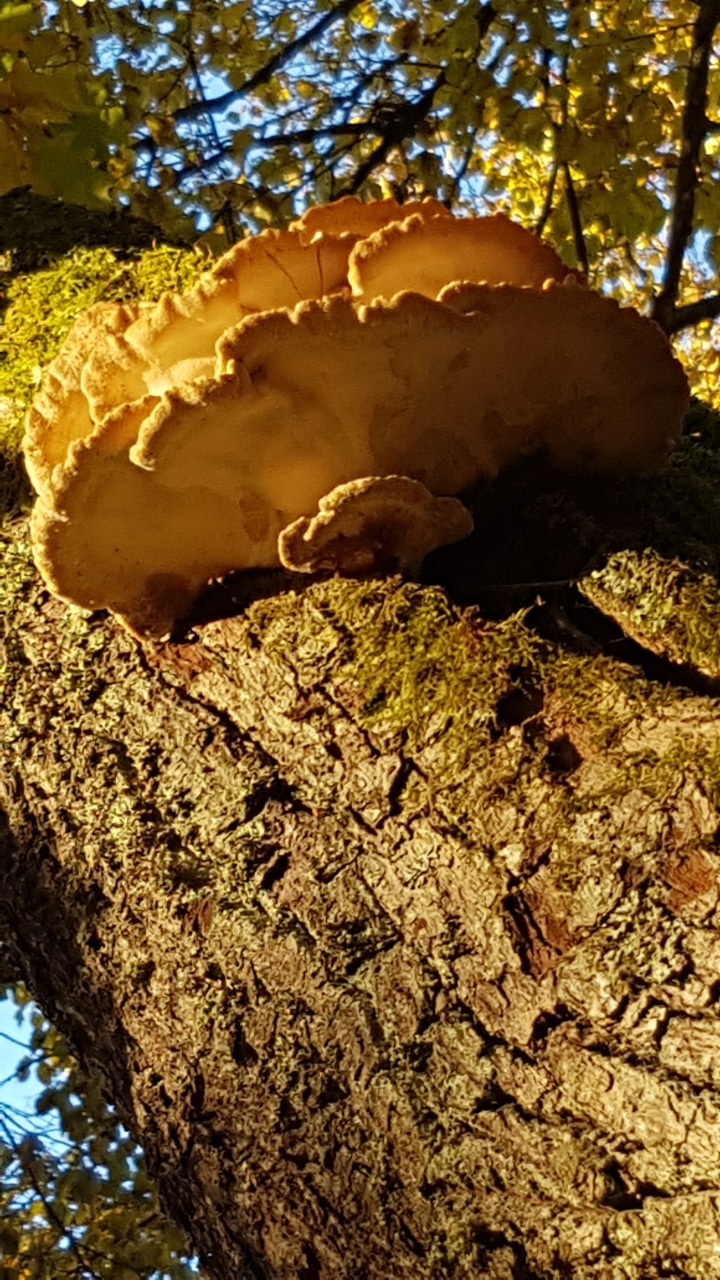 ylisuuri_puupalvelut_kaapa_puussa ylisuuri_puupalvelut_kaapa_puussa