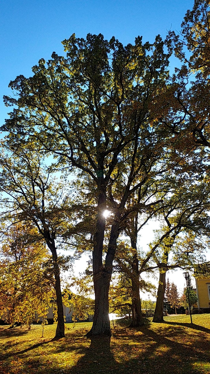 ylisuuri_puupalvelut_lahti_mukkulan_kartano_kuntoarvio ylisuuri_puupalvelut_lahti_mukkulan_kartano_kuntoarvio