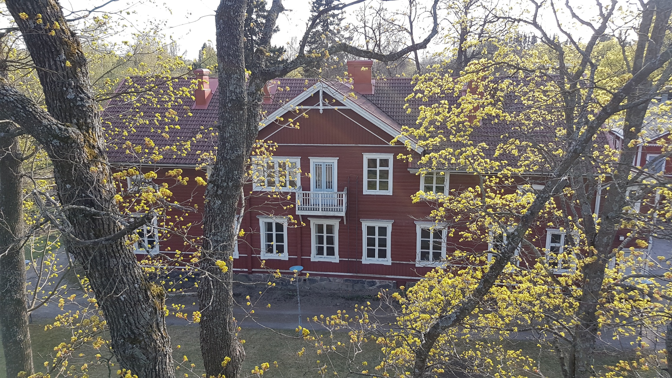 ylisuuri_puupalvelut_malmin_kartano_vaahtera ylisuuri_puupalvelut_malmin_kartano_vaahtera
